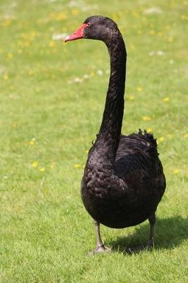 Book cover for Black Swan Walking in the Grass Bird Journal