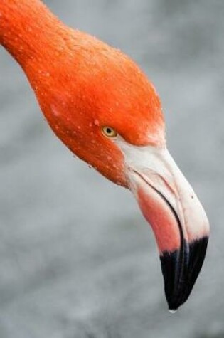 Cover of A Pink Flamingo Close-Up Bird Journal