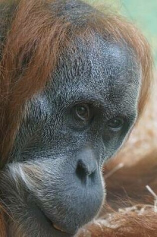 Cover of Orangutan Portrait Animal Journal