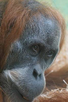 Book cover for Orangutan Portrait Animal Journal