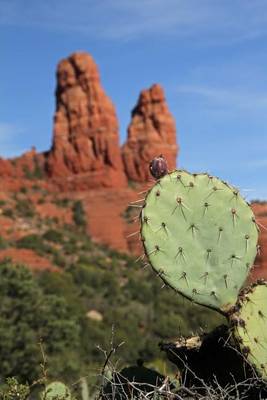 Book cover for Red Rock Formations near Sedona Arizona Journal