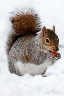 Book cover for Mind Blowing Cute Squirrel journal