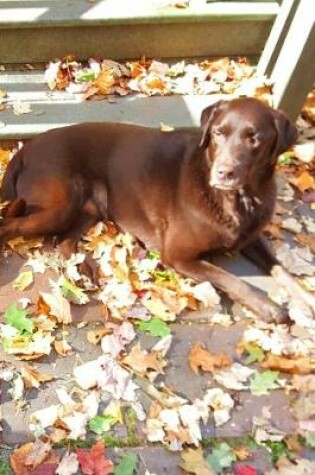 Cover of 2020 Daily Planner Chocolate Lab Dog Labrador Retriever Outside Fall 388 Pages