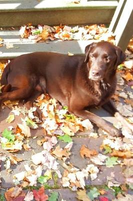 Book cover for 2020 Daily Planner Chocolate Lab Dog Labrador Retriever Outside Fall 388 Pages