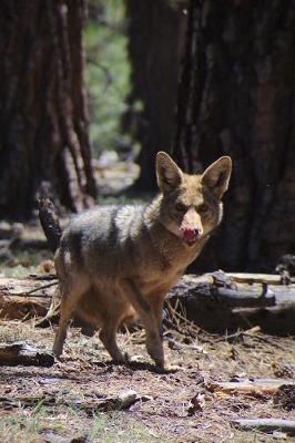 Book cover for Cautious Coyote in the Wild Animal Journal