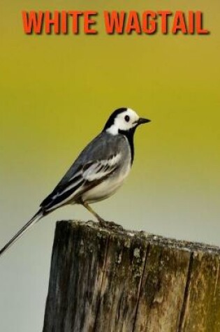 Cover of White Wagtail