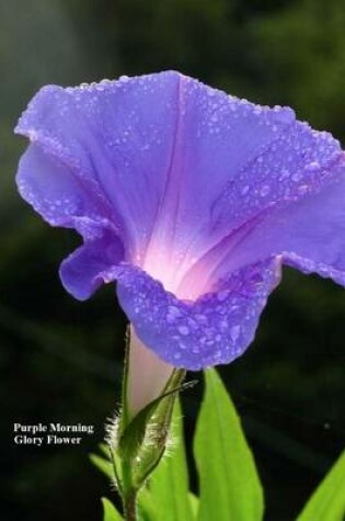 Cover of Purple Morning Glory Flower