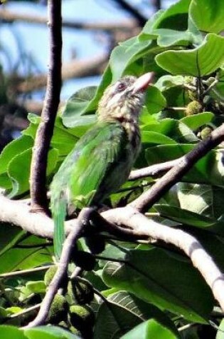 Cover of Lineated Barbet Journal