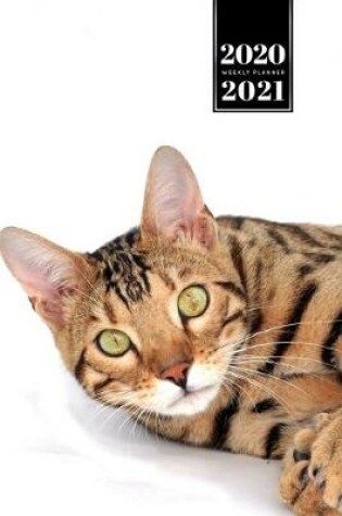 Cover of Bengal Cat Kitten Kitty Tomcat Week Planner Organizer 2020 / 2021 - Green Eyes