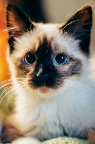 Cover of Blue Eyed Siamese Kitten