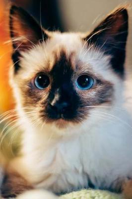 Book cover for Blue Eyed Siamese Kitten