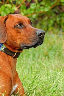 Book cover for Rhodesian Ridgeback Sitting in Tall Grass Journal