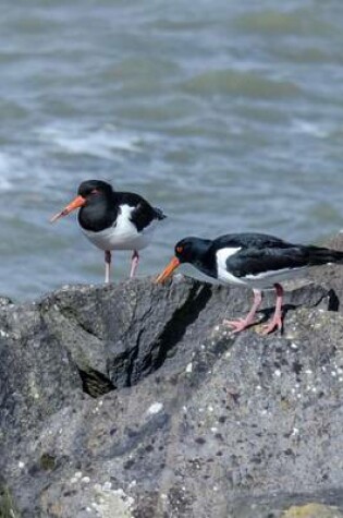 Cover of A Pair of Oystercatcher Birds by the Water. Birds of the World