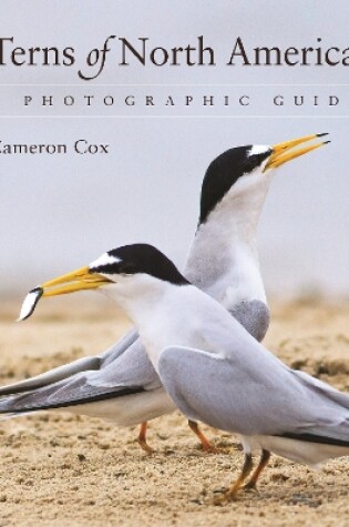 Cover of Terns of North America