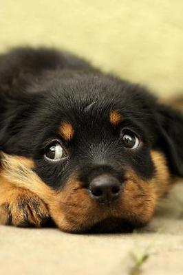 Book cover for Rottweiler Puppy Dog Lying Down and Looking Up Journal