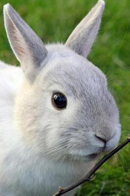 Book cover for Dwarf Rabbit Notebook