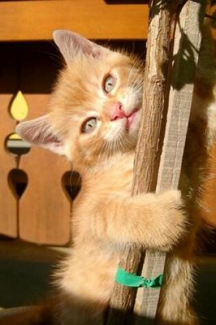 Cover of Climbing Orange Tabby Kitten Journal