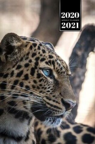 Cover of Panther Leopard Cheetah Cougar Week Planner Weekly Organizer Calendar 2020 / 2021 - Blue Eyes