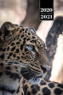 Book cover for Panther Leopard Cheetah Cougar Week Planner Weekly Organizer Calendar 2020 / 2021 - Blue Eyes