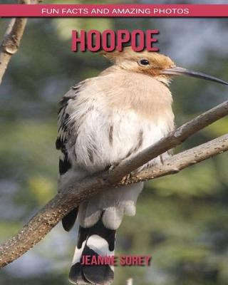 Book cover for Hoopoe