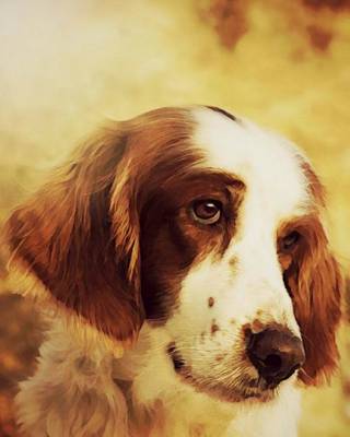 Book cover for Irish Red and White Setter