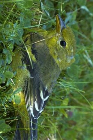 Cover of Brilliant Yellow Baltimore Oriole, Birds of the World