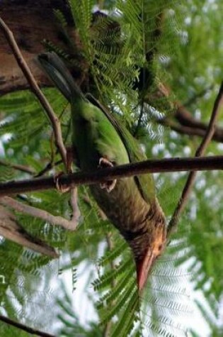 Cover of Brown Headed Barbet Journal