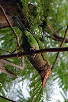 Book cover for Brown Headed Barbet Journal