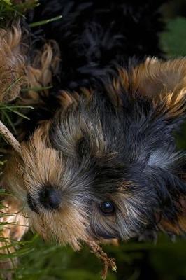 Book cover for Cute Little Yorkie Gnawing on a Stick Journal