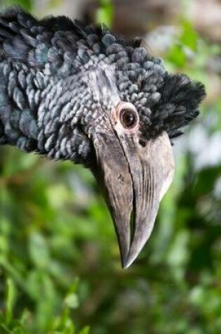 Cover of Side Profile of an African Hornbill, Birds of the World