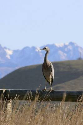 Book cover for A White Faced Heron on a Fence in New Zealand