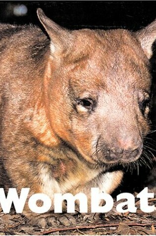 Cover of Wombats