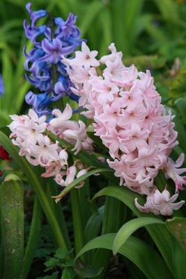 Book cover for Blue and White Hyacinth Close-Up (for the Love of Flowers)