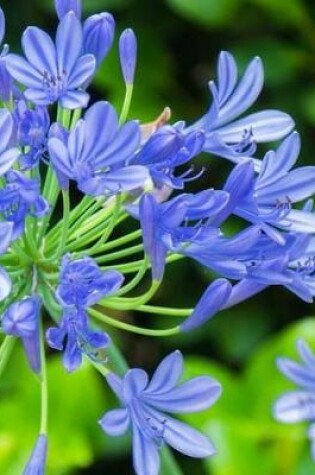 Cover of Agapanthus Notebook Large Size 8.5 x 11 Ruled 150 Lined Pages Softcover Journal