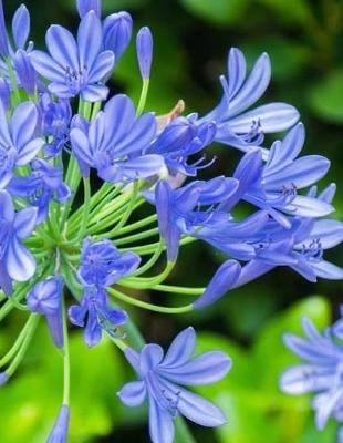 Book cover for Agapanthus Notebook Large Size 8.5 x 11 Ruled 150 Lined Pages Softcover Journal