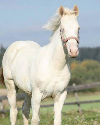 Book cover for American Albino Horse