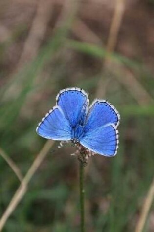 Cover of Blue Butterfly Notebook