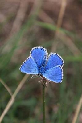 Book cover for Blue Butterfly Notebook