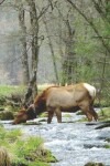 Book cover for Pretty Female Elk Drinking in a Smoky Mountain Park Stream Wide-ruled School Composition Lined Notebook