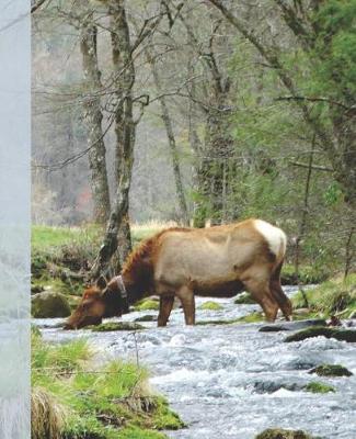 Book cover for Pretty Female Elk Drinking in a Smoky Mountain Park Stream Wide-ruled School Composition Lined Notebook
