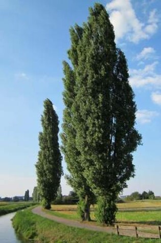 Cover of Populus Nigra Poplar Trees