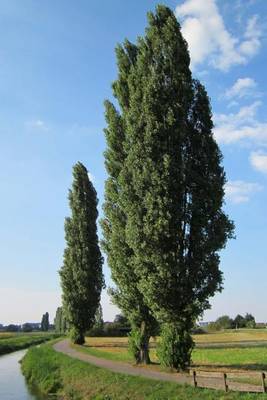 Book cover for Populus Nigra Poplar Trees