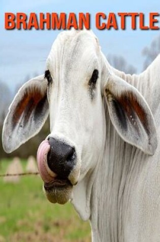 Cover of Brahman Cattle