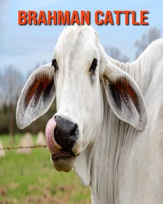 Book cover for Brahman Cattle