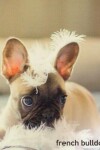 Book cover for French Bulldog