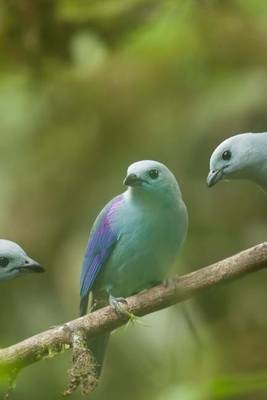 Book cover for Blue-Grey Tanager Journal