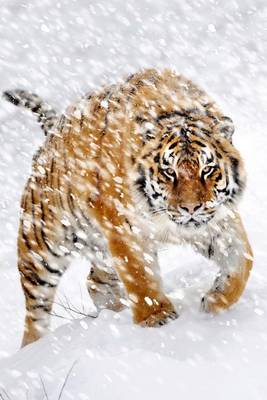 Book cover for A Siberian Tiger in a Snowstorm Journal