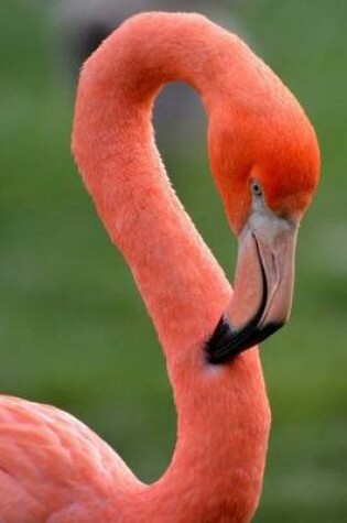 Cover of A Flamingo Portrait Bird Journal