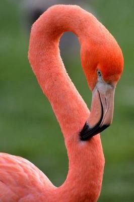Book cover for A Flamingo Portrait Bird Journal