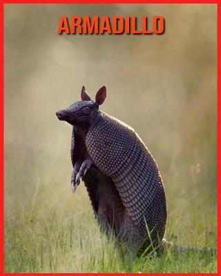 Book cover for Armadillo